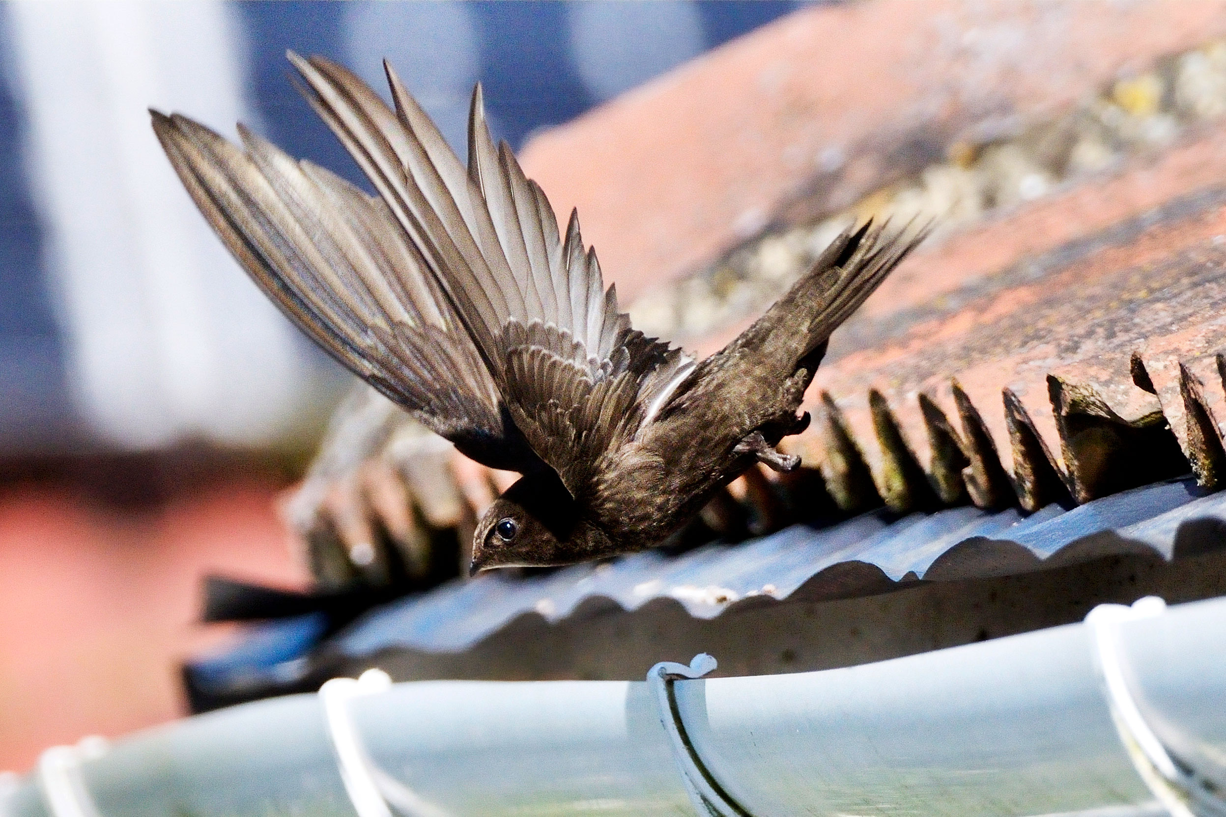 Swift leaving its nest site. Swifts are in decline due to nest sites like this being blocked up.