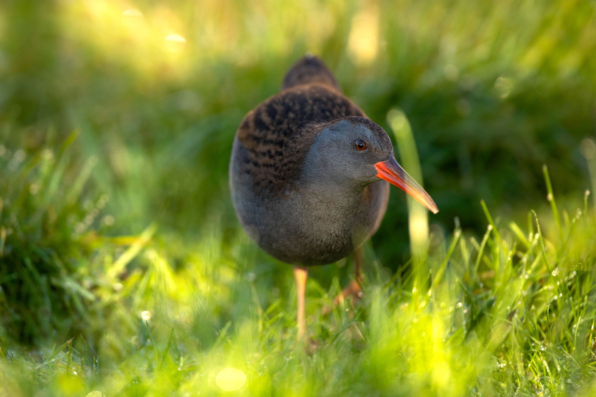 Water Rail