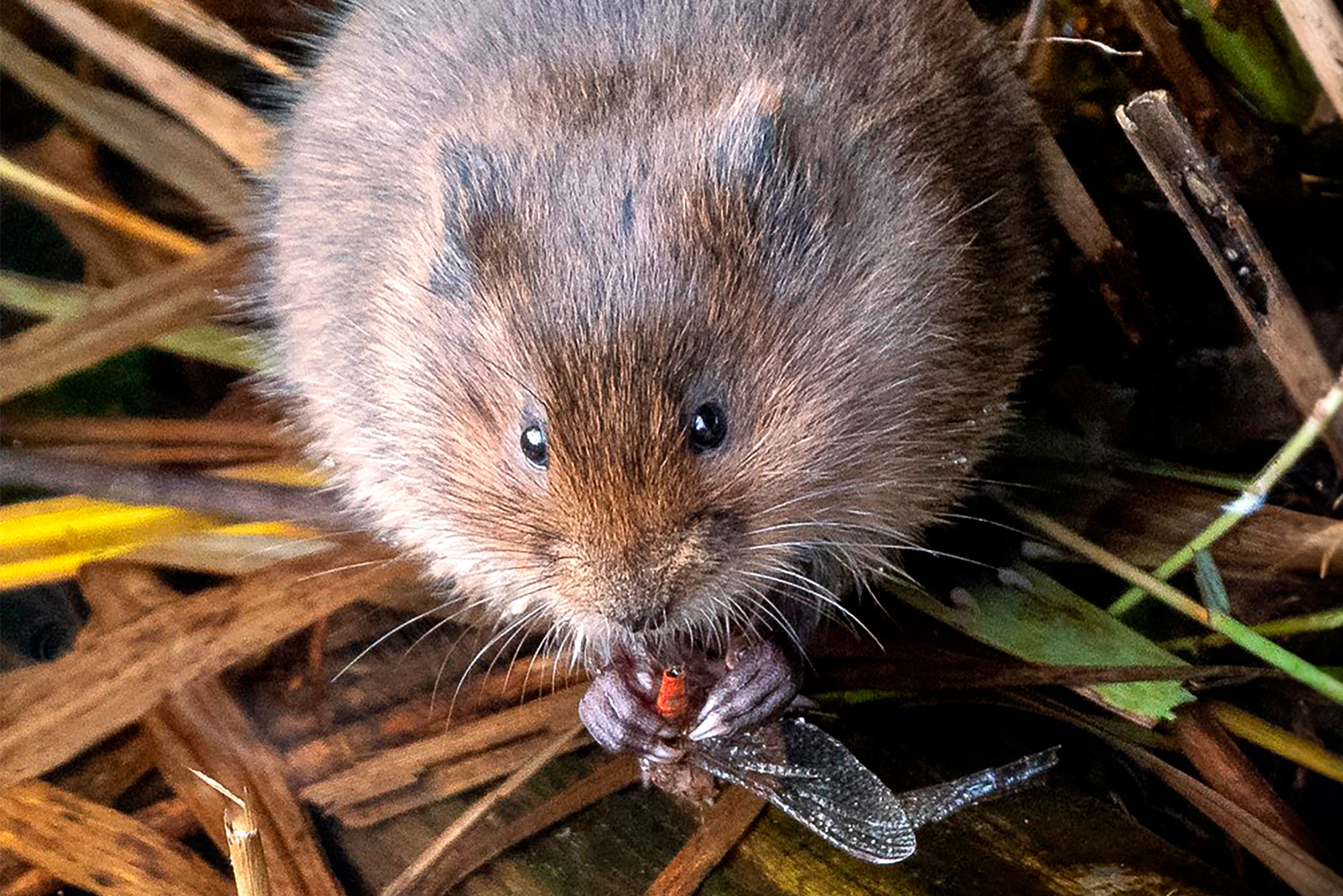 Water vole eating a dragonfly