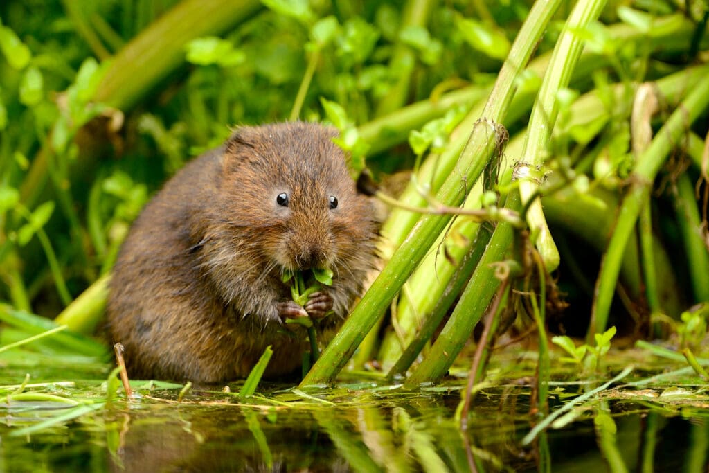 Water Vole eating aquatic vegetation