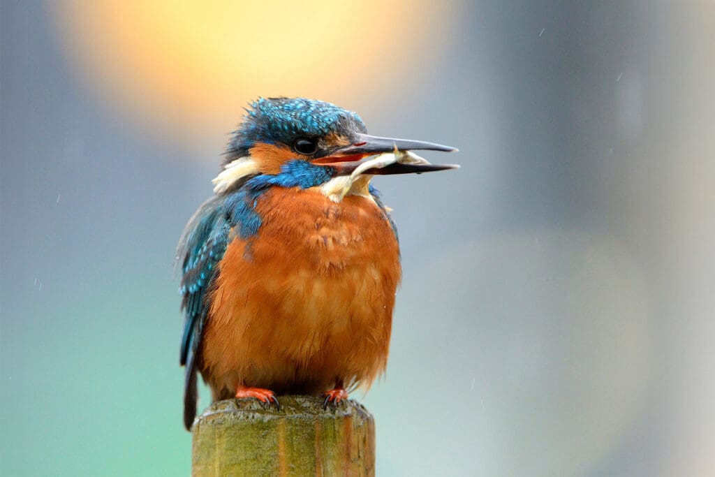 Young male Kingfisher. Photo: Ben Andrew (rspb-images.com)