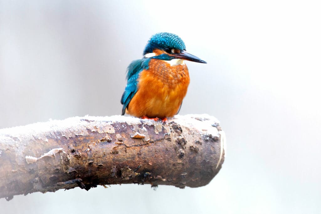 Young male Kingfisher in winter. Photo: Ben Andrew (rspb-images.com)