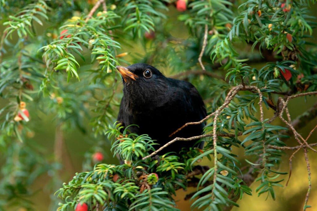 A male Blackbird in a Yew tree