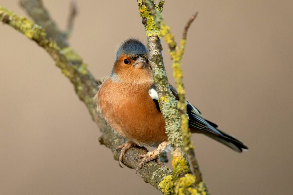 A male Chaffinch