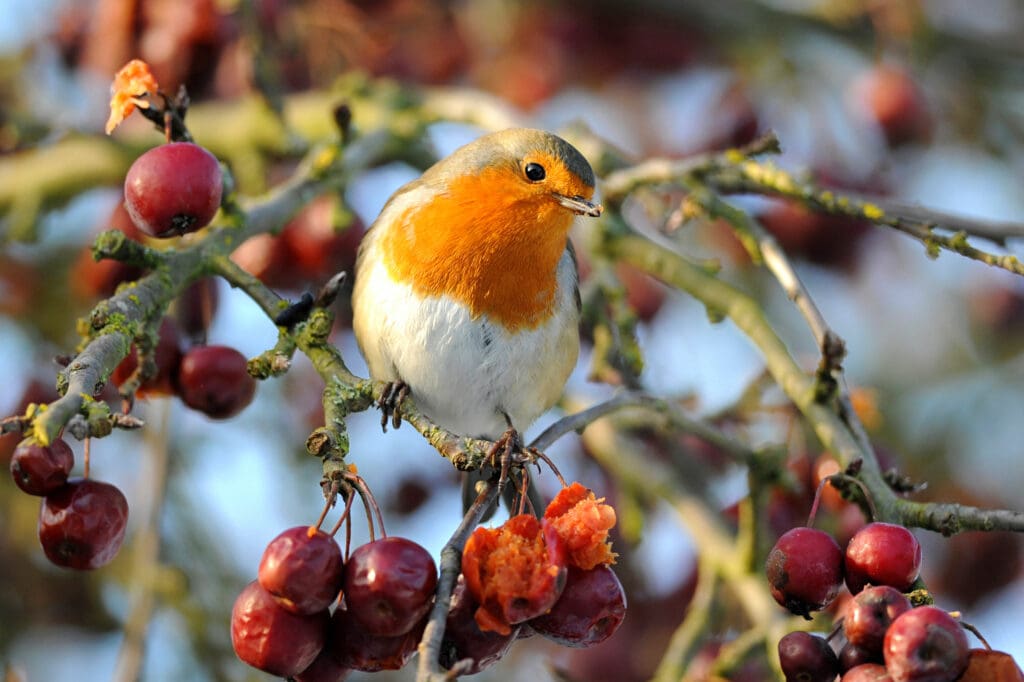 Robin eating berries