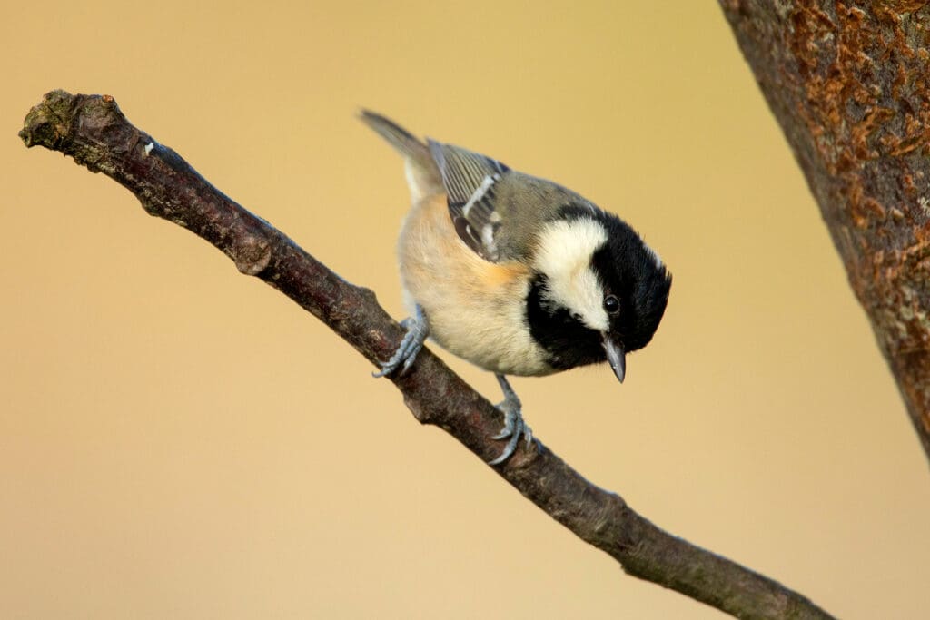 Coal Tit