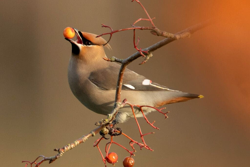 Waxwing feeding on Rowan berries