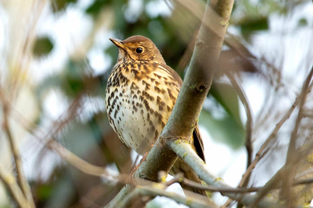 Song Thrush