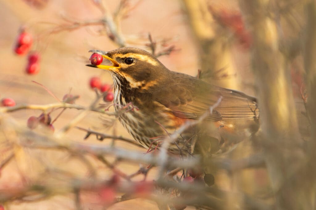 Redwing feasting on Hawthorn berries