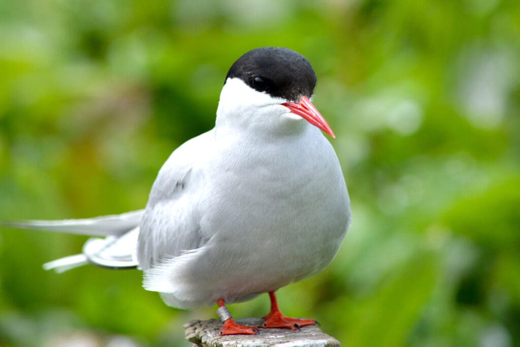 Arctic Tern