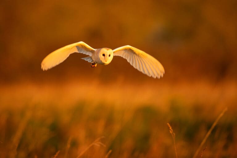 Barn Owl flying low over a field