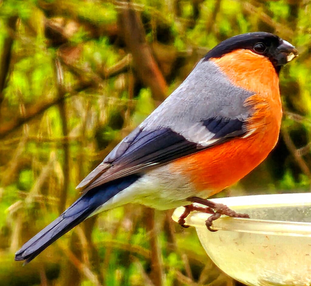 A Bullfinch perched on a water bowl