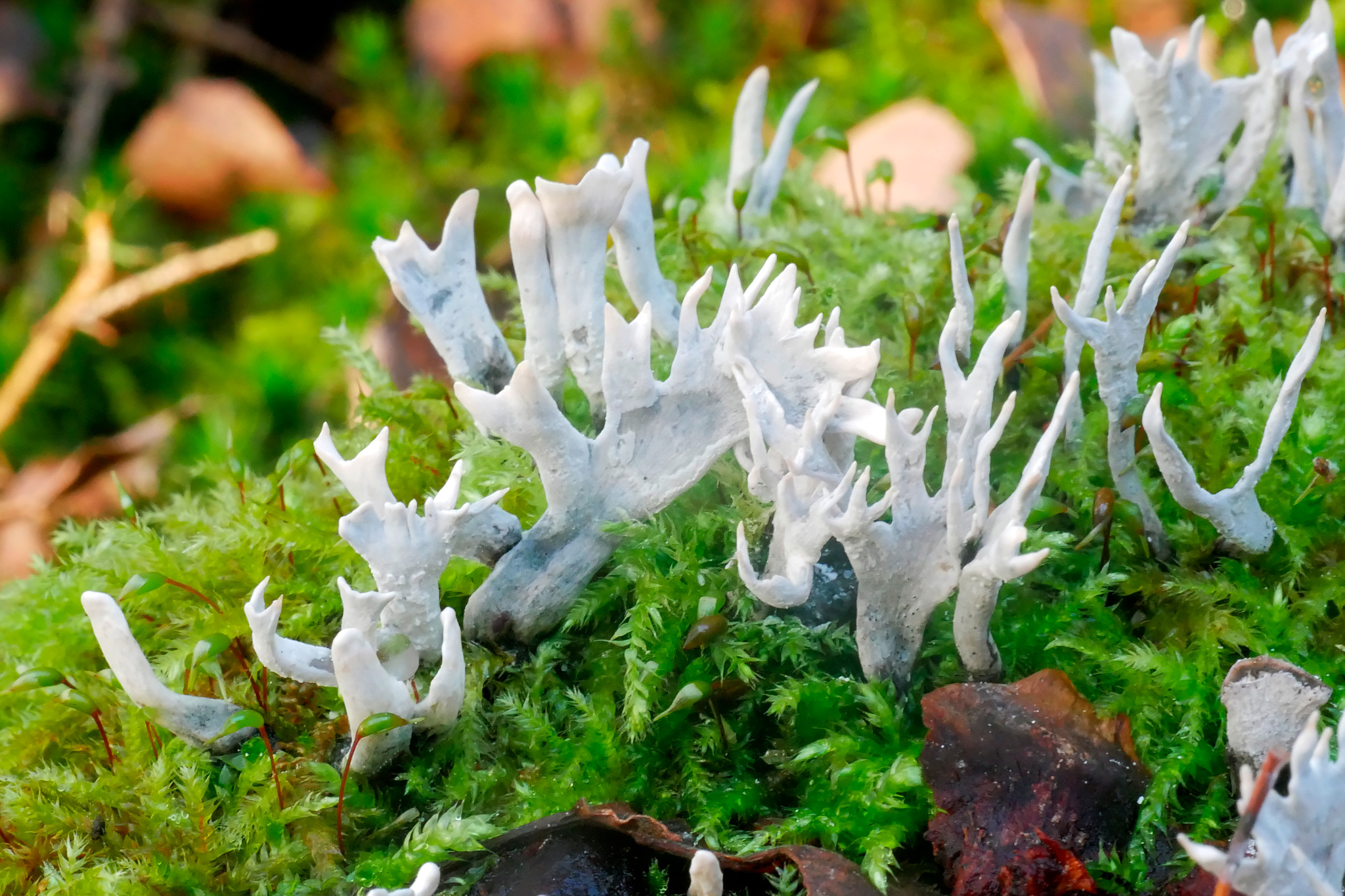 Candle-snuff Fungus