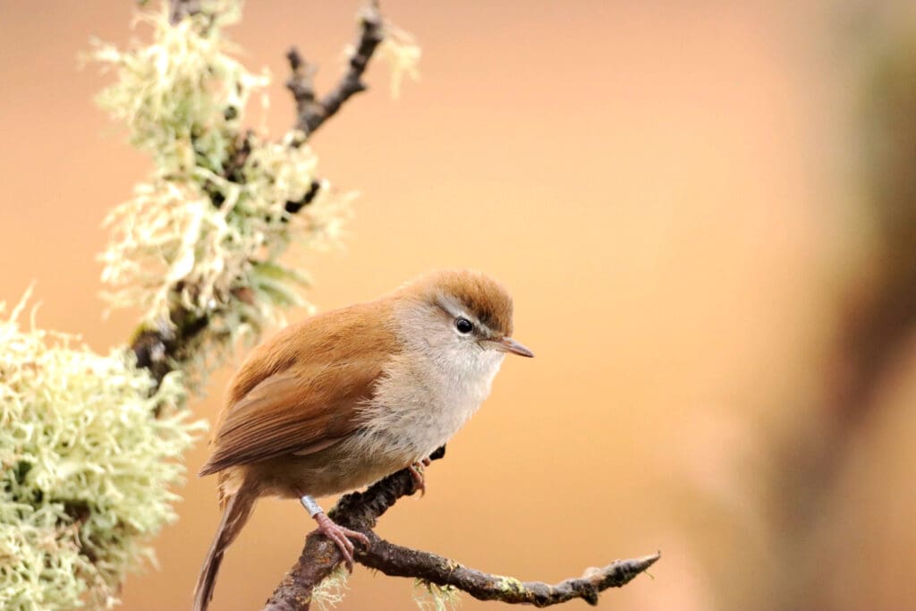 A Cettis Warbler perched in a tree