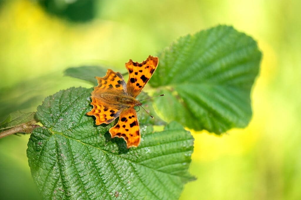 Comma butterfly. Photo: Ben Andrew (rspb-images.com)