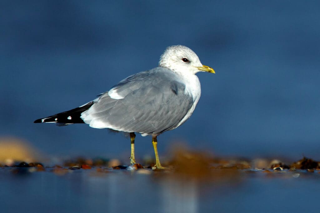 Common Gull