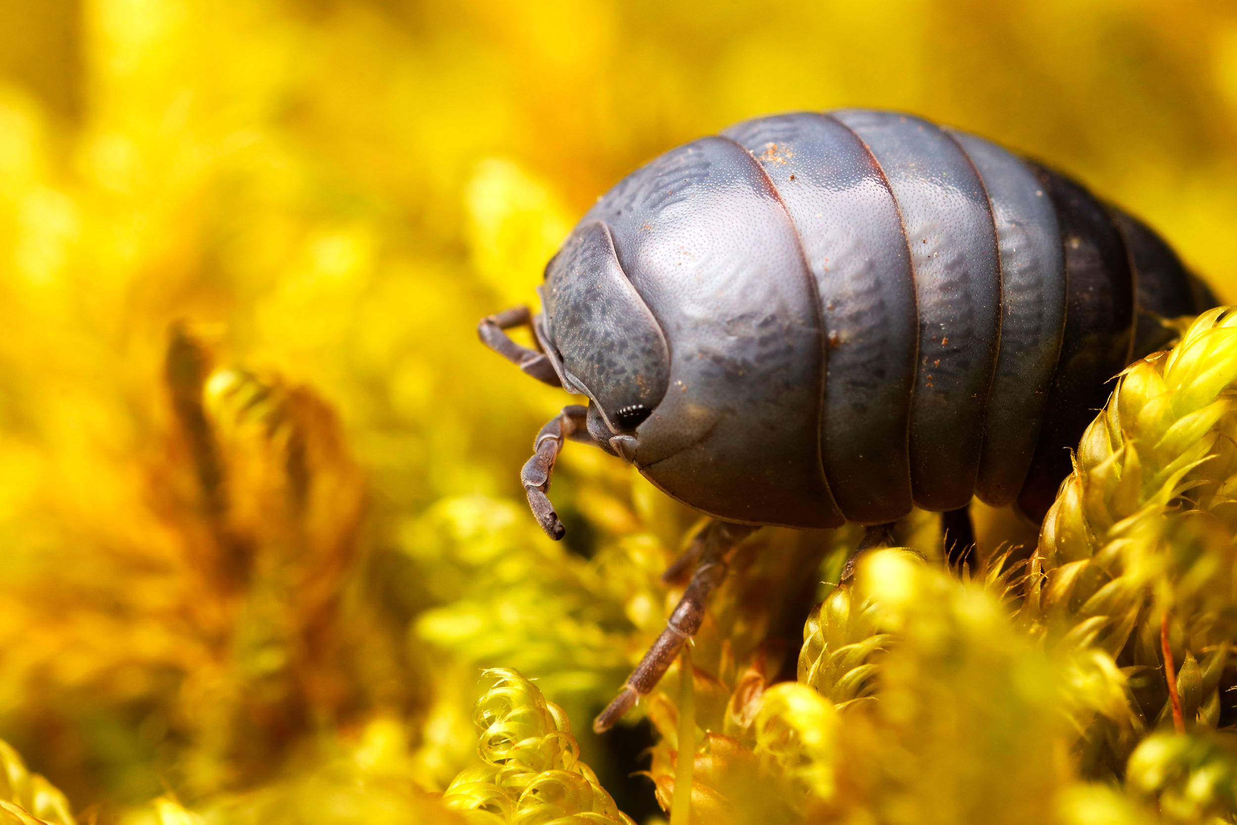 Common Pill Woodlouse. Photo: Ross Piper (RSPB)