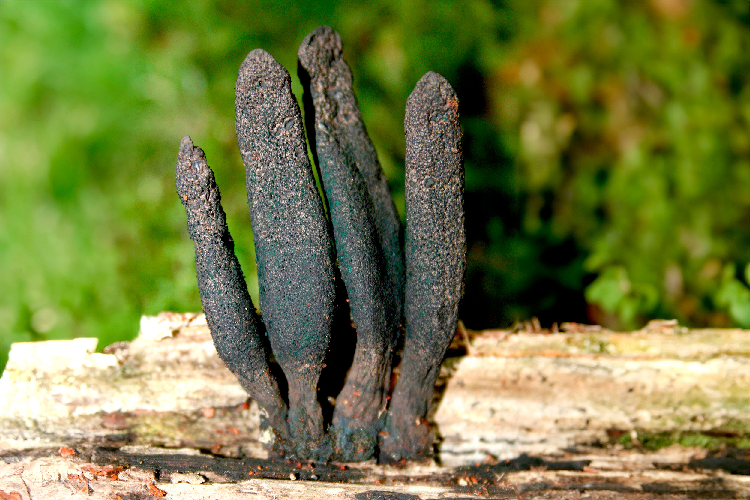 Dead Man’s Fingers