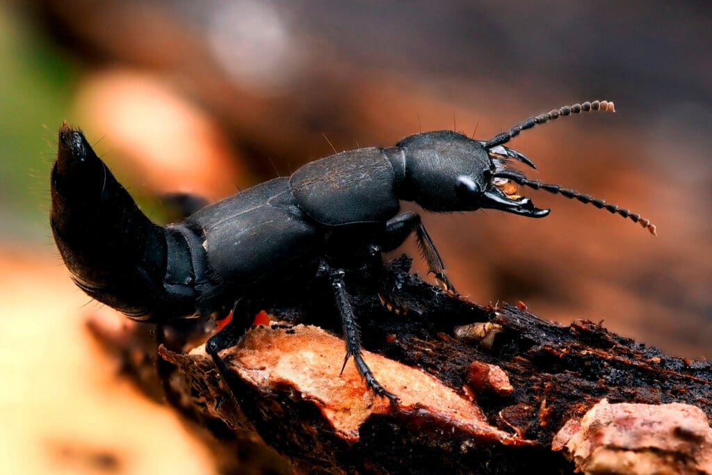 Devil’s Coach-horse. Photo: Frank Vassen (WikiCommons)