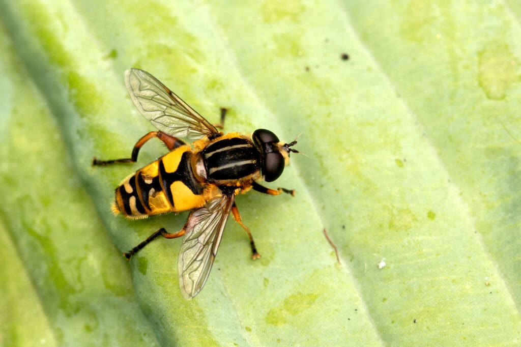 Footballer Hoverfly. Photo: Tina Ellegaard Poulsen (WikiCommons)