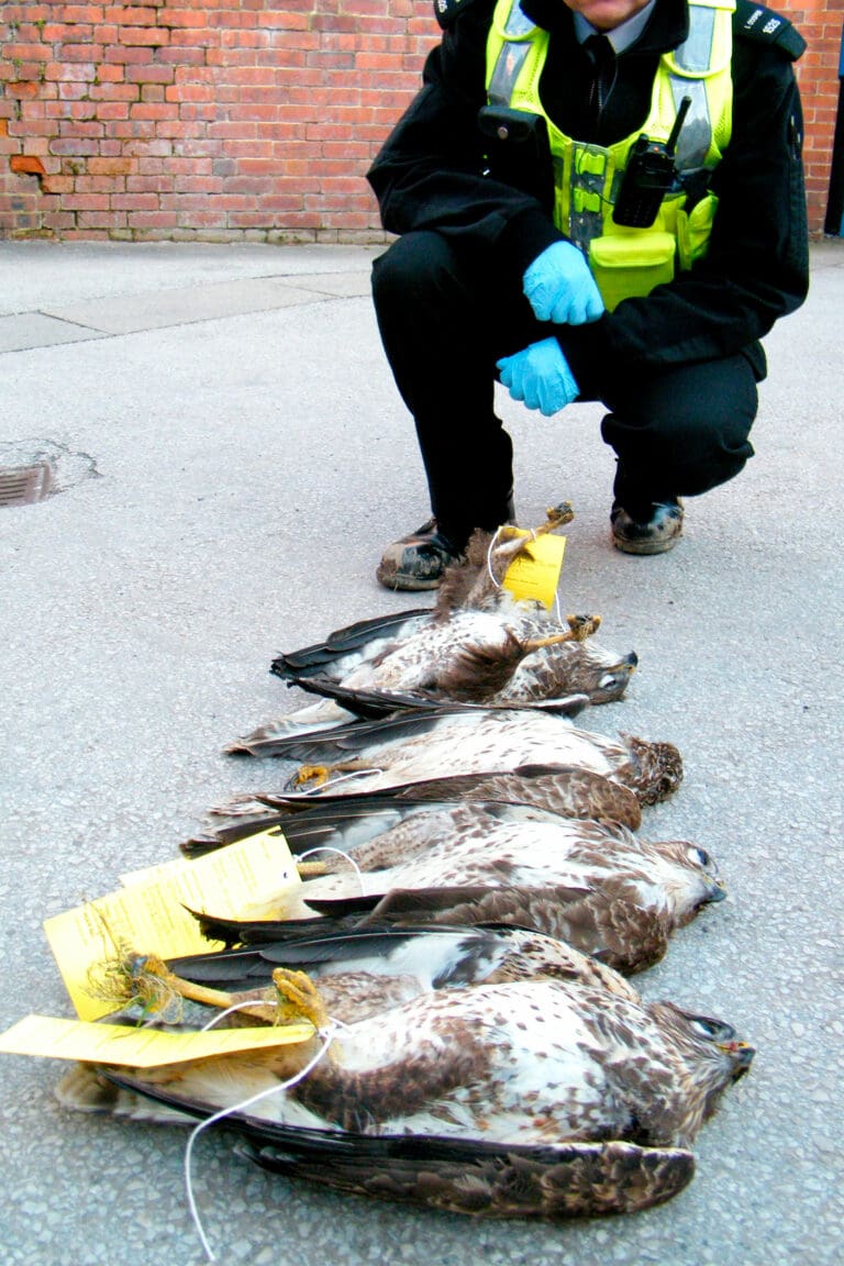 Four poisoned Buzzards on the floor