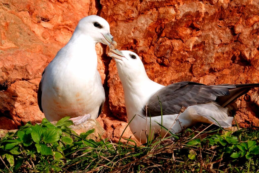 Two Fulmars touching beaks on a cliffside