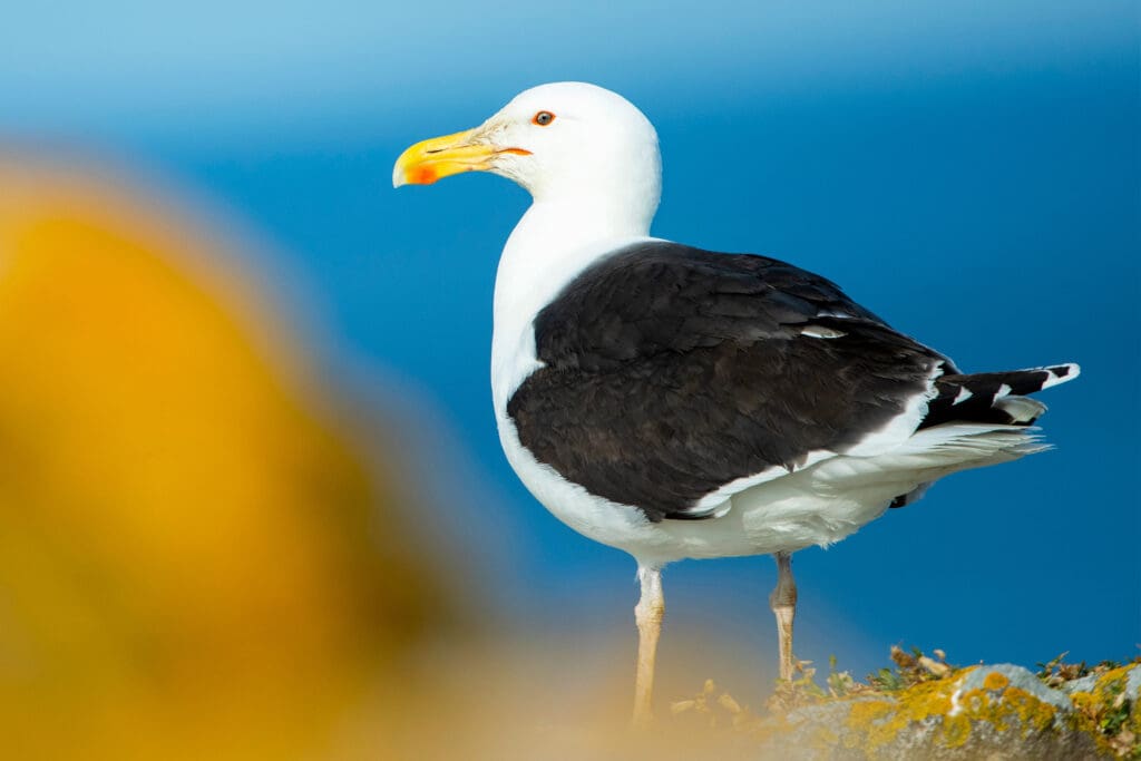 Great Black-backed Gull