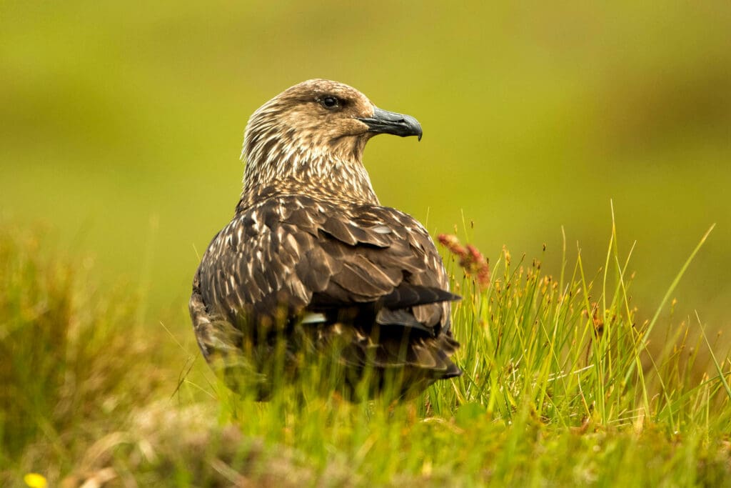 Great Skua