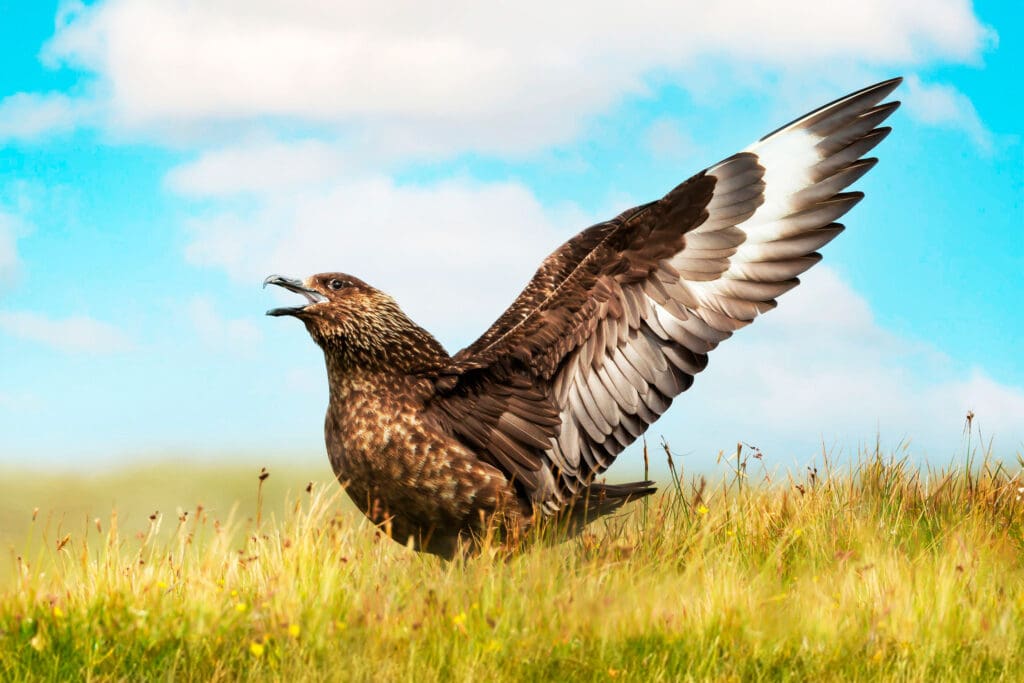 A Great Skua in Shetland