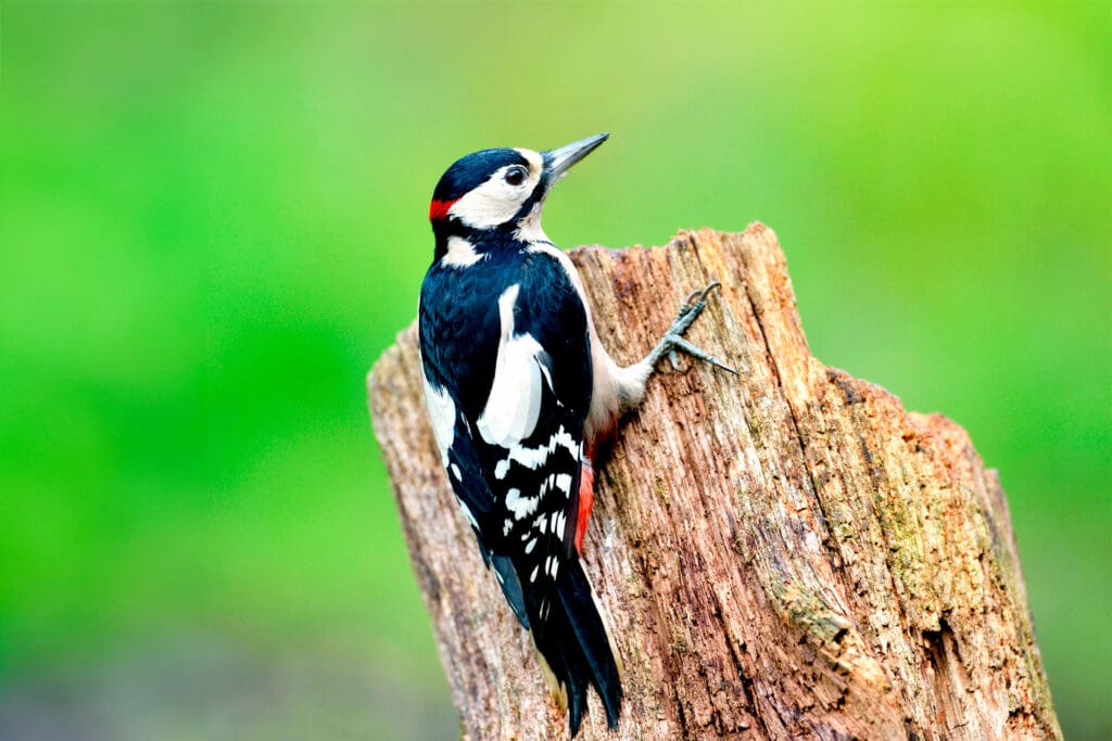 Great Spotted Woodpecker. Photo: Our Wild Life Photography (Alamy Stock Photo)