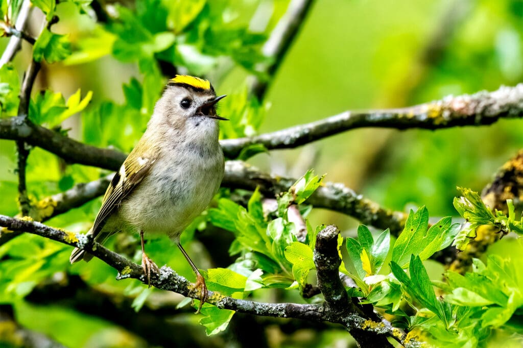 Goldcrest in a tree with an open beak