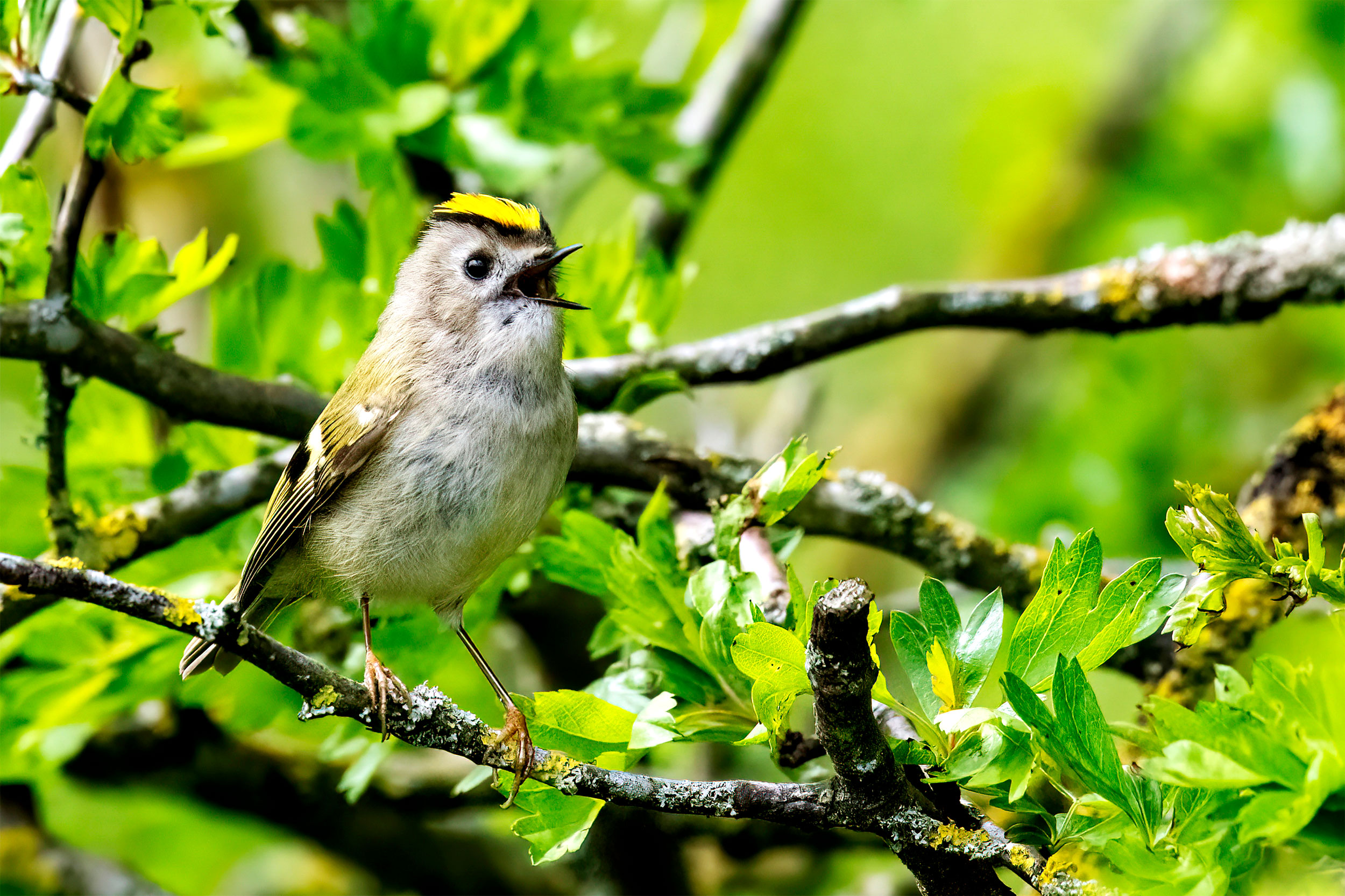 Goldcrest in a tree with an open beak