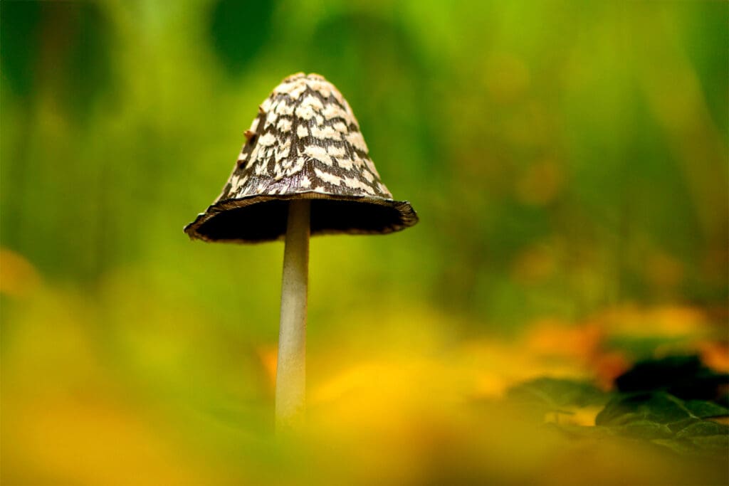 Magpie Inkcap