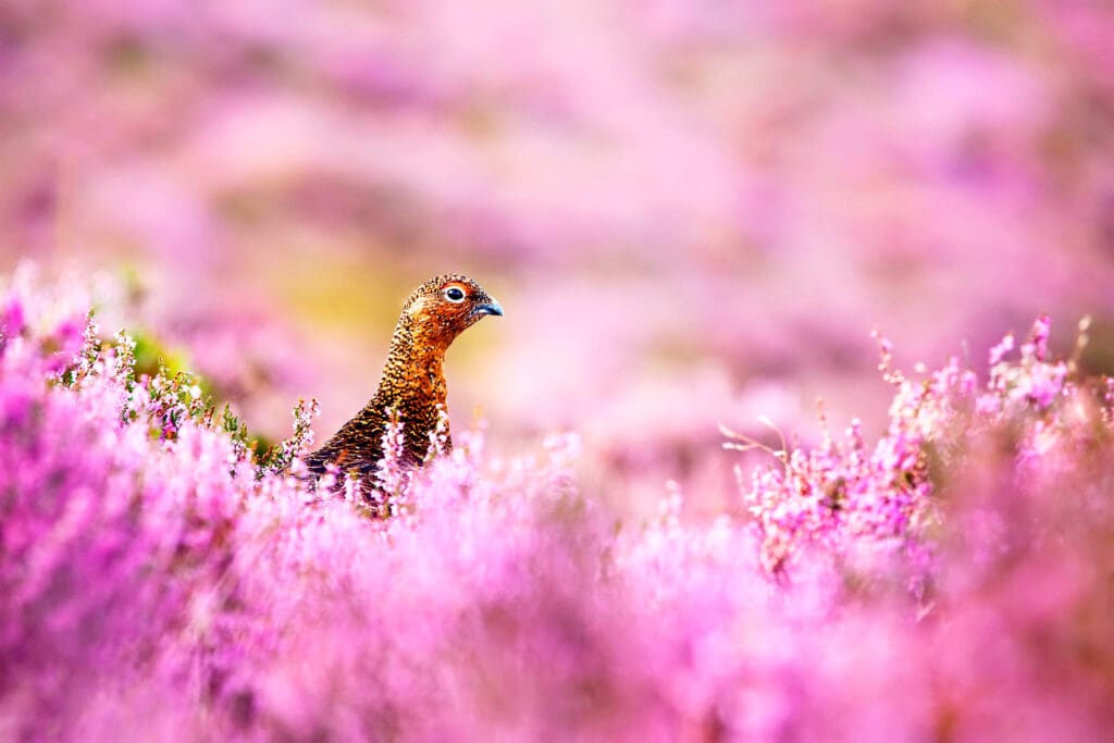 Red Grouse