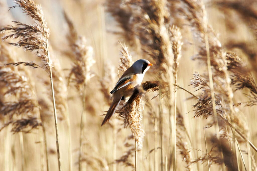 A Bearded Tit in the Tay Reedbeds. Photo: Andy Hay (rspb-images.com)