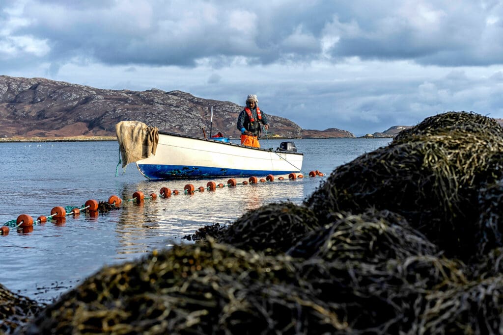 Alexander harvesting seaweed for use on his croft. Photo: Rachel Palmer