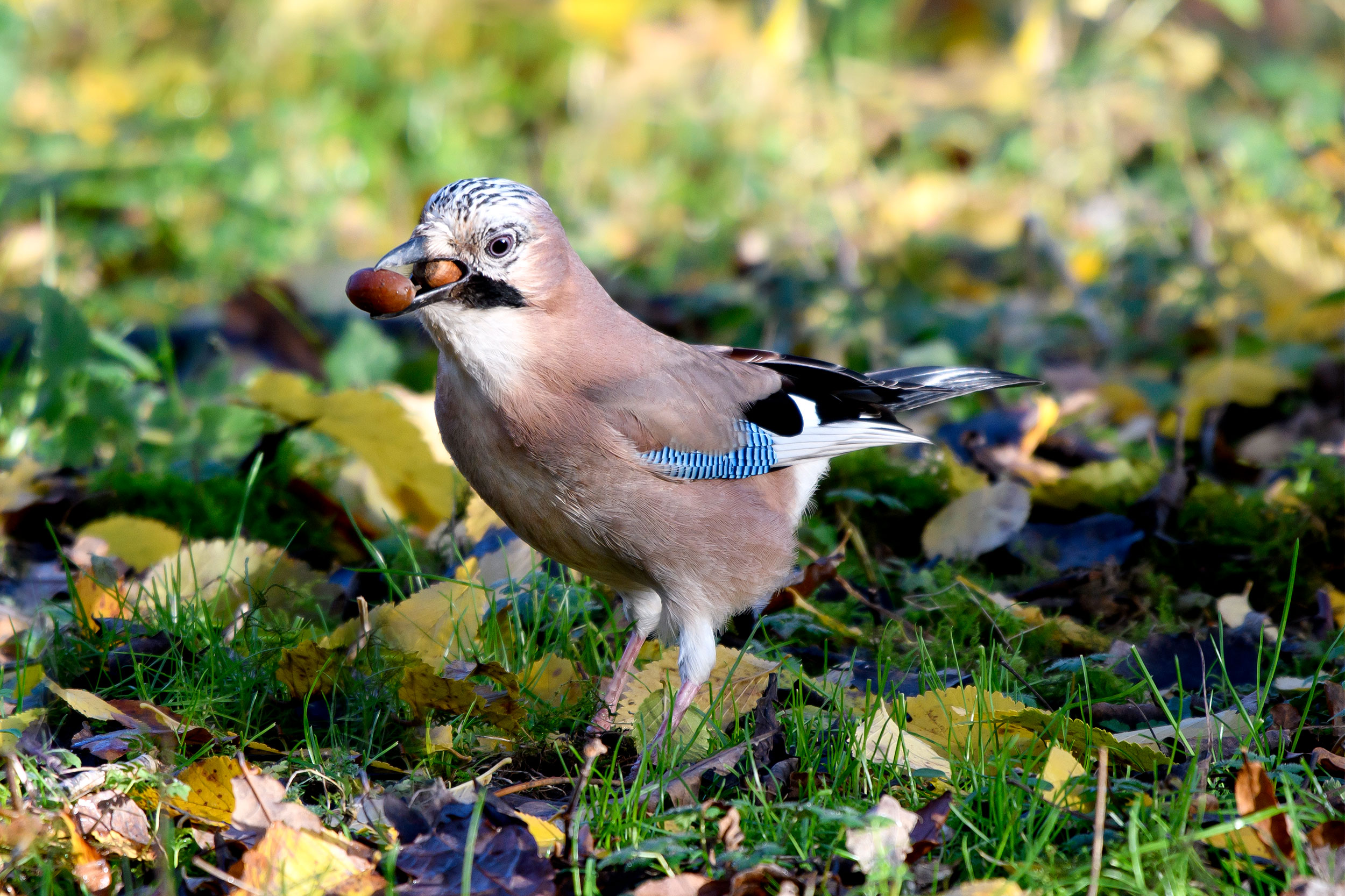 A Jay standing on the ground, holding two acorns in its beak