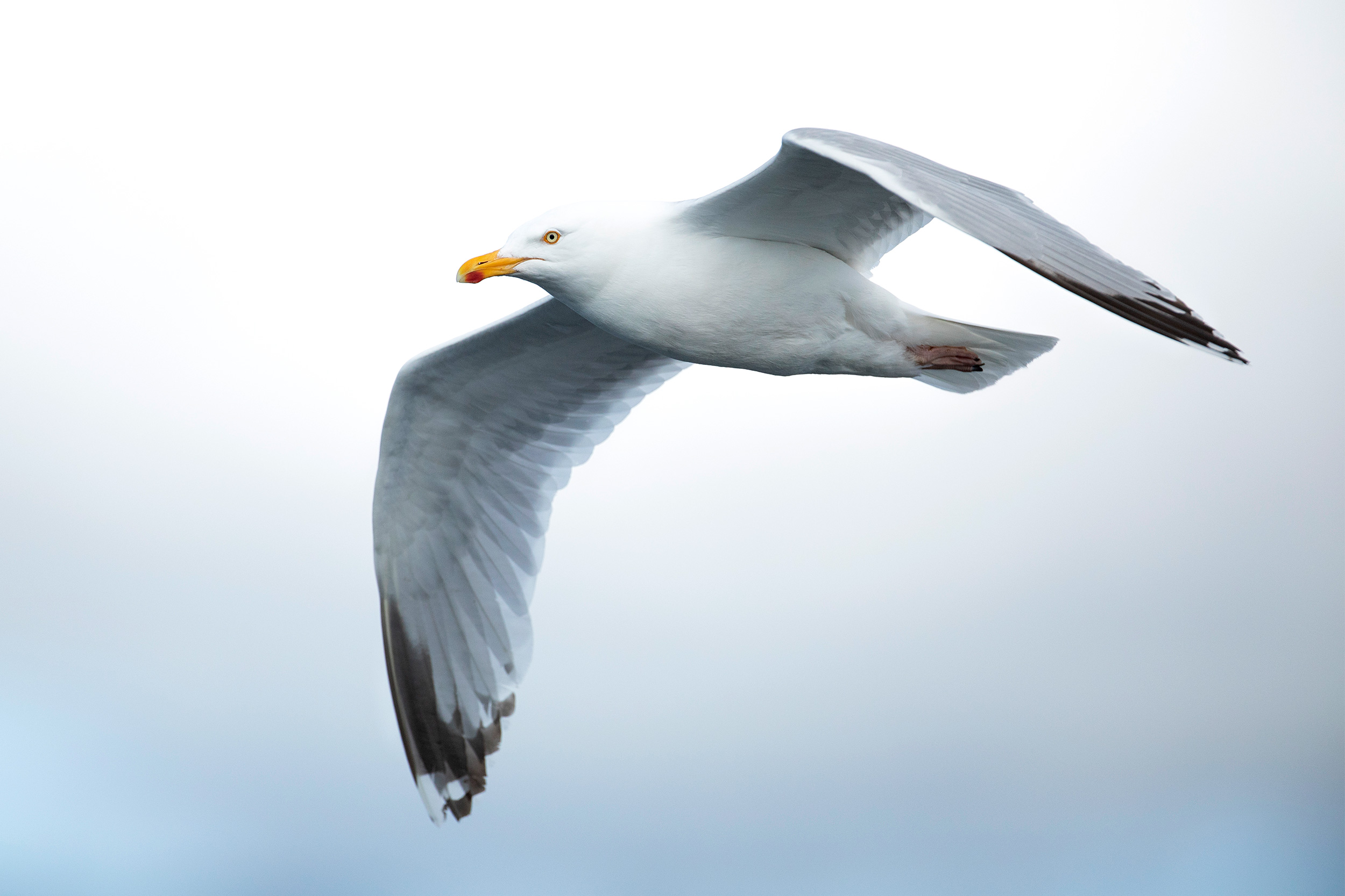 Herring Gull. Photo: Ben Andrew (rspb-images.com)