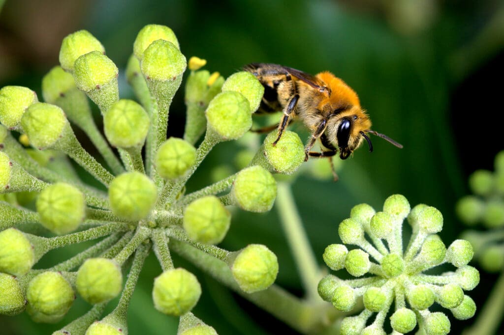 Ivy Bee on Ivy. Photo: Gilles San Martin (WikiCommons)