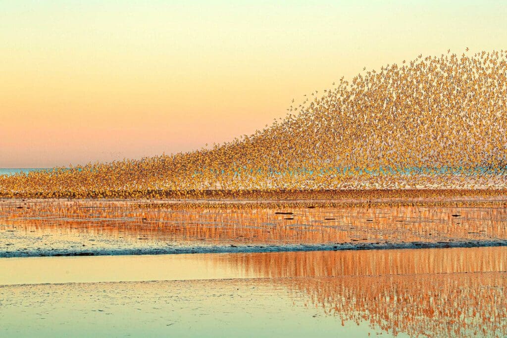 Thousands of Knot in flight