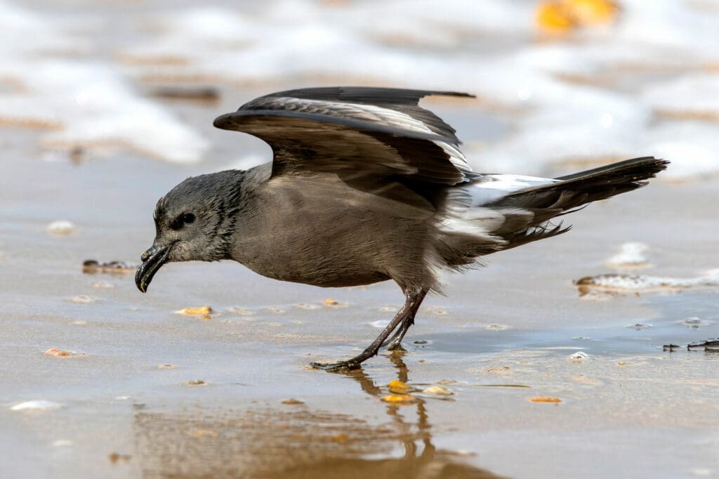 Leach’s Petrel