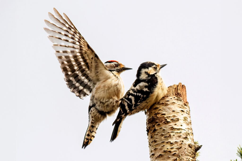 A pair of mating Lesser Spotted Woodpeckers