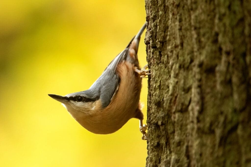 Nuthatch