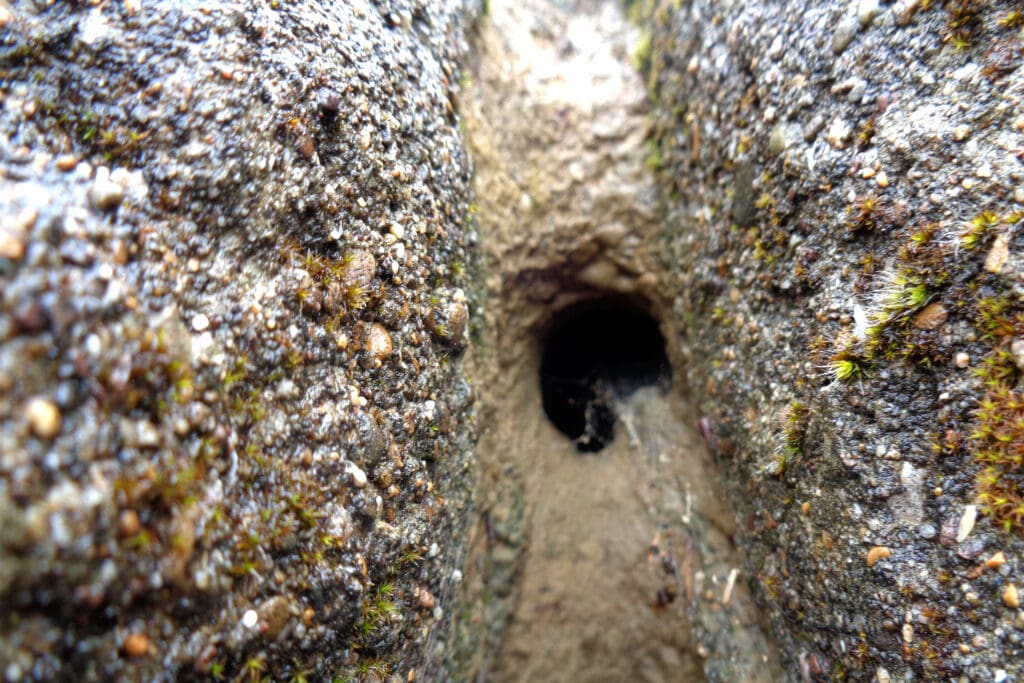 The hole where Nuthatches nested. Photo: Wynford Price