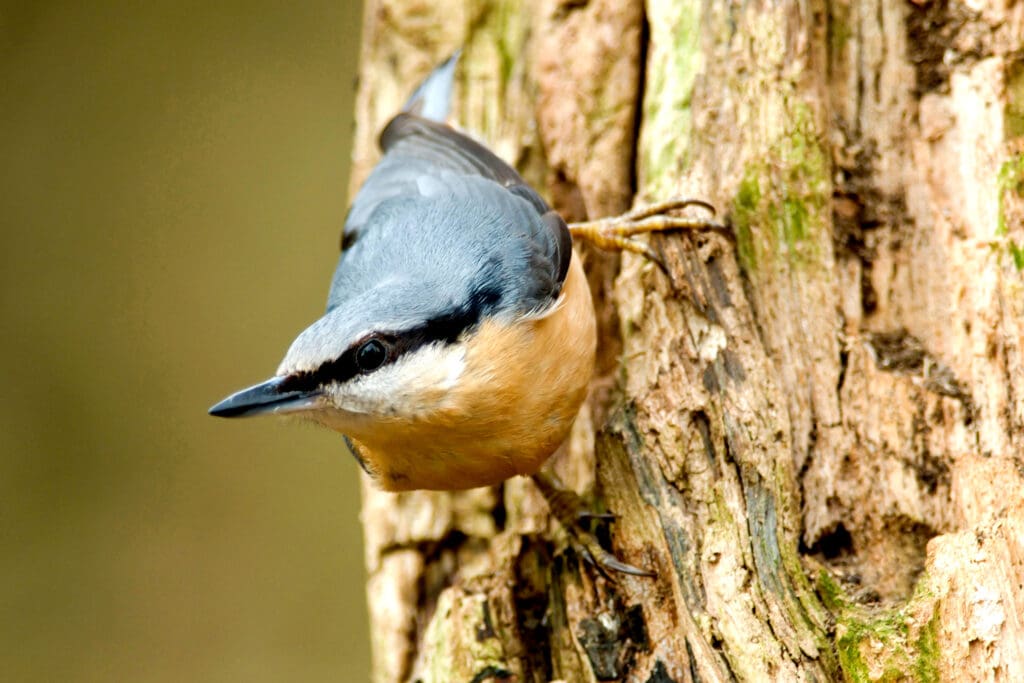 Nuthatch. Photo: John Bridges (rspb-images.com)