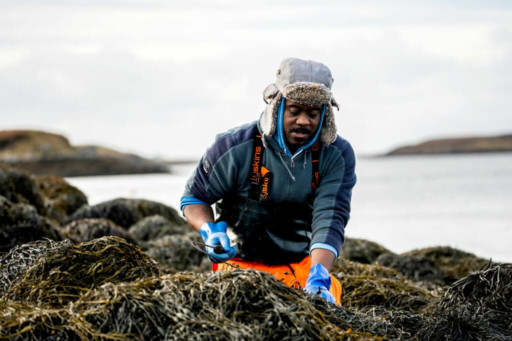 Alexander harvesting seaweed. Photo: Rachel Palmer