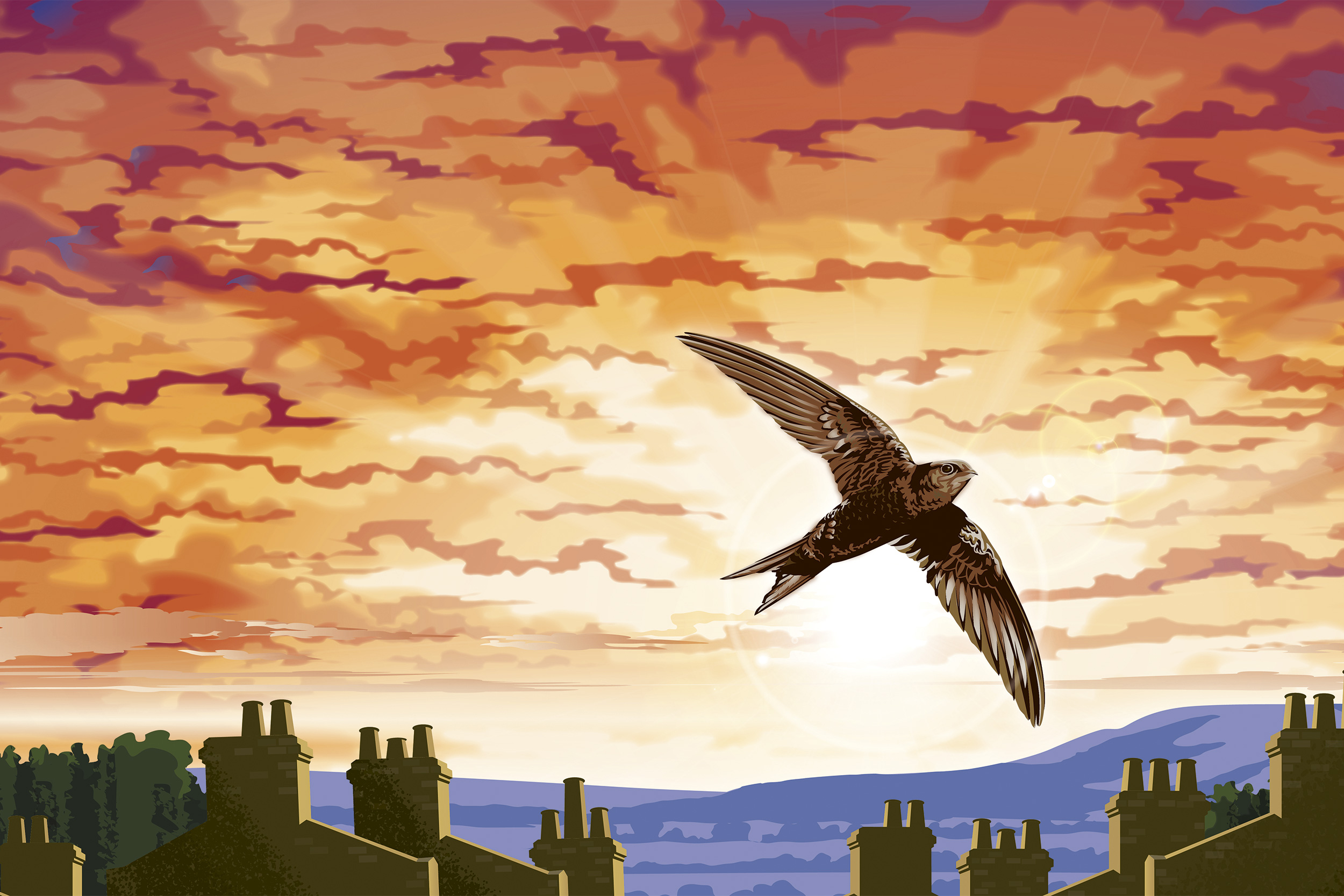 Swift in flight with sunset sky illustration