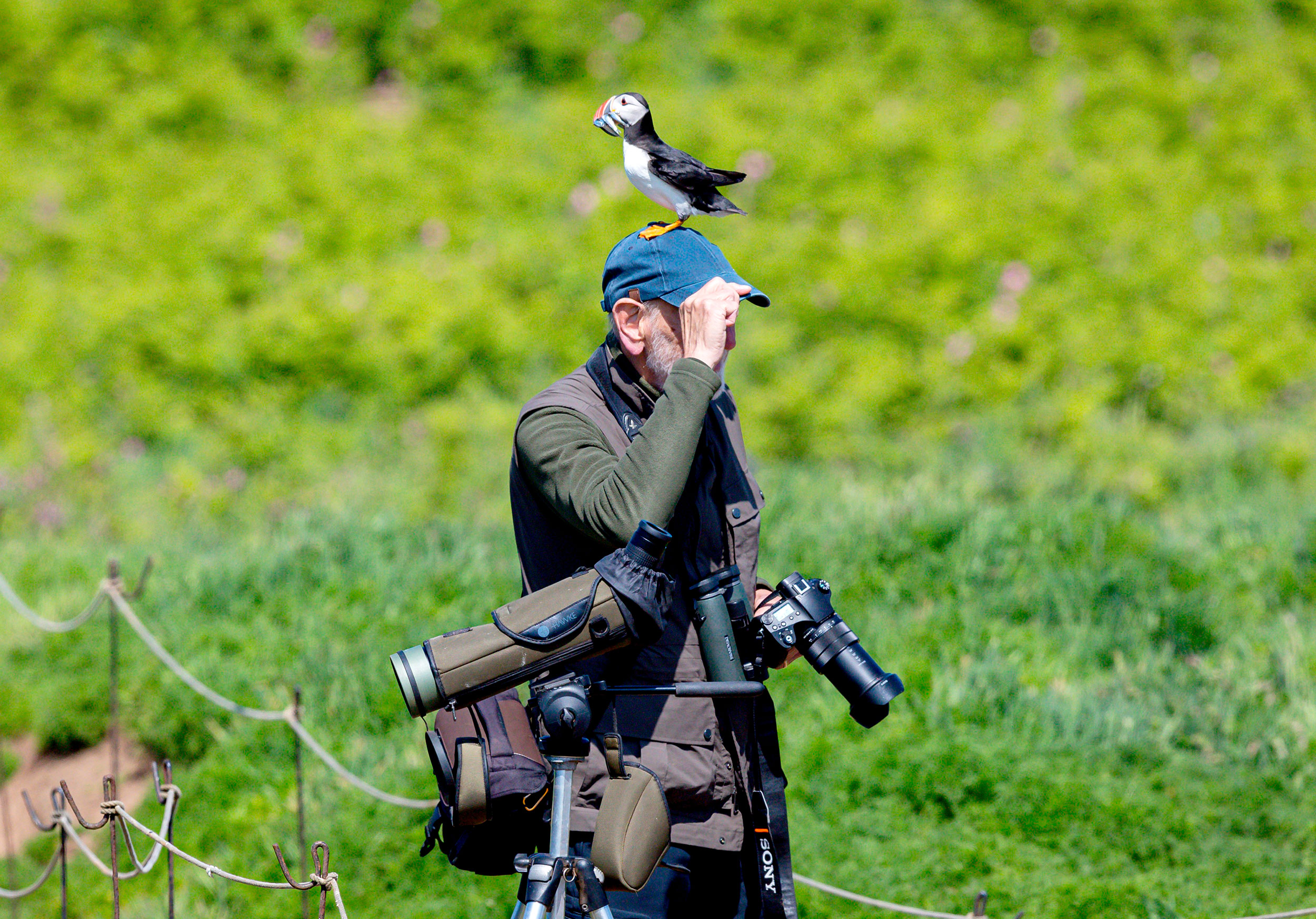 A Puffin landed on Bob Russon’s head! Photo: Tim Russon