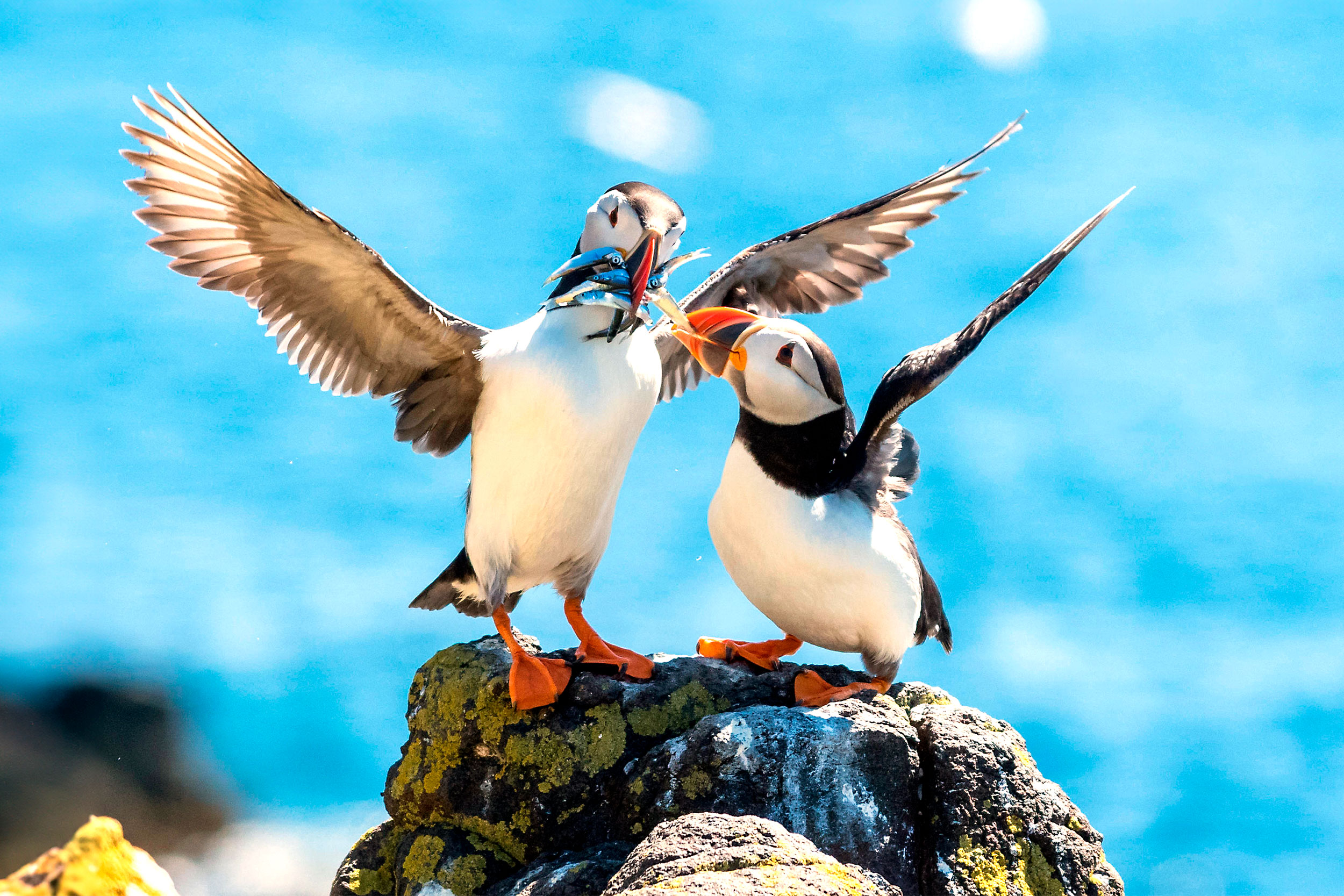 Two Puffins with wings outstretched and sandeels in their mouth.