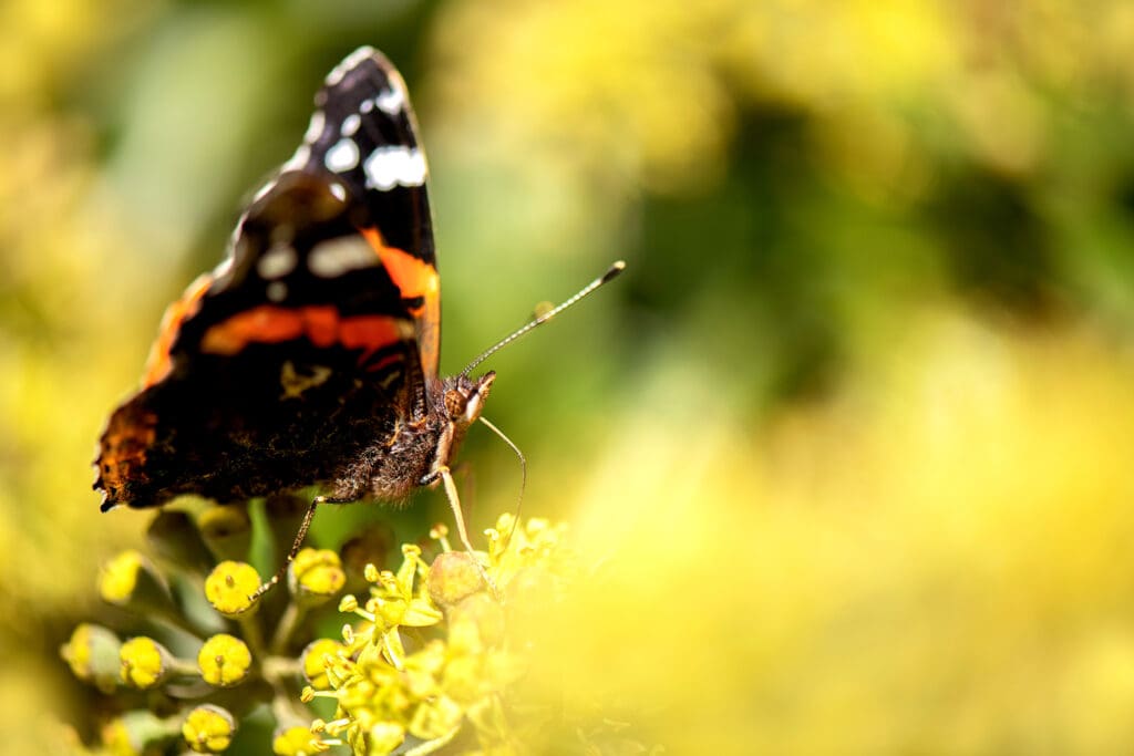 Red Admiral on Ivy. Photo: Ben Andrew (rspb-images.com)